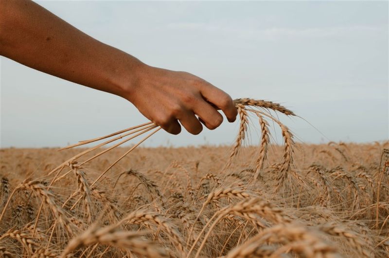 ▲聯合國糧農組識（FAO）表示，世界糧食價格於7月顯著下跌，部分原因是烏克蘭與俄羅斯達成協議，解除阻止烏克蘭穀物運輸的海上封鎖。示意圖。（圖／翻攝自unsplash）