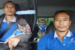 泰國虎斑貓每天陪爸爸開貨車　穿同色上衣萌翻網友！
