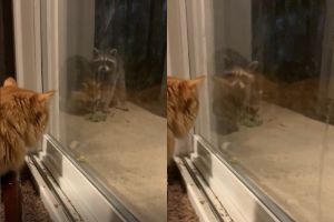 影／浣熊闖民宅找食物　從窗戶見到橘貓竟嚇到撤退！
