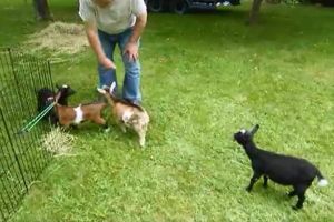 ▲這天牧場主人羅伯讓四隻小羊在草地上放風。（圖／Youtube帳號Kathryn Harnish）