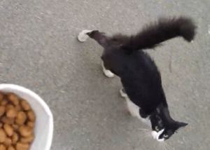 ▲貓貓豎起尾巴，對杯中的東西非常有興趣！（圖／Youtube帳號：ViralHog） 