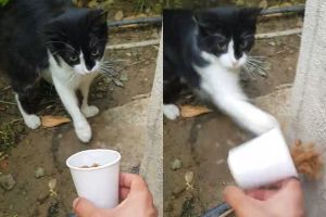 ▲當男子要放下杯子時，貓咪一掌打過去！（圖／Youtube帳號：ViralHog） 