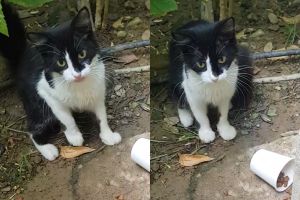 貓:看什麼看?飼料放了就快滾啊!(圖/Youtube帳號:ViralHog) ▲貓:看什麼看?飼料放了就快滾啊!(圖/Youtube帳號:ViralHog)