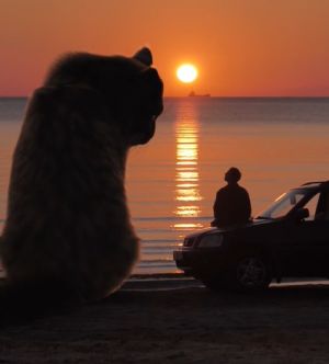 ▲和貓咪一起看夕陽對視，好浪漫啊～（圖／TiKTok帳號：danilovx_） 