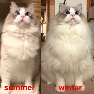 左邊冬季,右邊夏季。(圖/Twitter帳號:KRAUSER_MKM1000) ▲左邊冬季,右邊夏季。(圖/Twitter帳號:KRAUSER_MKM1000)