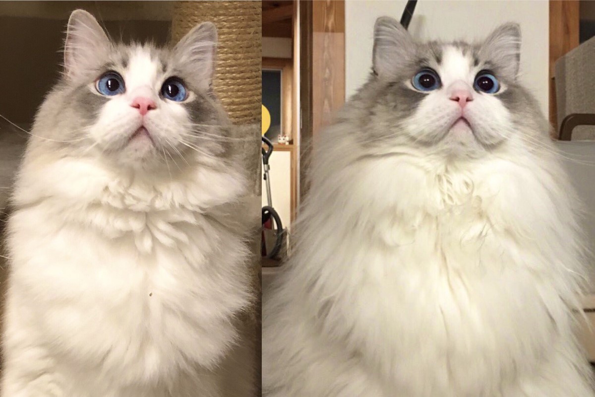 ▲長毛貓冬季和夏季長得大不相同，貓奴曬出神奇對比照！（圖／Twitter帳號：KRAUSER_MKM1000）