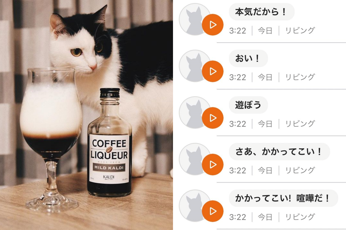 ▲日本作家試用超夯的貓語翻譯機，意外得知愛喵的屁孩心聲！（圖／Instagram帳號：mongoruknife） 