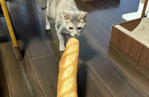日本網友家的可愛虎斑貓。(圖/Twitter帳號:lowdope) ▲日本網友家的可愛虎斑貓。(圖/Twitter帳號:lowdope)