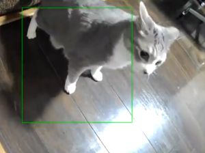 貓貓驚恐:發生什麼事了?(圖/Twitter帳號:lowdope) ▲貓貓驚恐:發生什麼事了?(圖/Twitter帳號:lowdope)