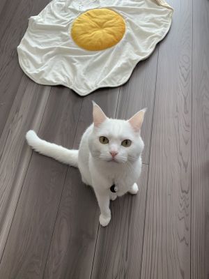▲「Haku」目前七歲，是一隻個性溫和的白貓。（圖／twitter帳號hakusama0906）