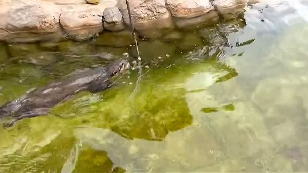 ▲上海動物園有位遊客在拍攝時，手機意外掉入水池中，卻有超萌小水獺幫忙撿回，過程也都被錄下。（圖／AP美聯社／Newsflare）