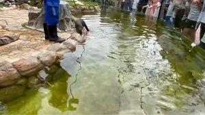 ▲上海動物園有名遊客在參觀水獺展示的的動物講解時，意外在拍攝時手機落入水池中。（圖／AP美聯社／Jukin Media）