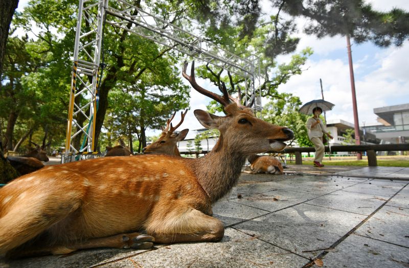 ▲日本研究團隊發現，棲息在日本奈良市奈良公園內、被視為神的使者的「神鹿」，從基因上來看的確擁有跟其他鹿群不同的基因型。（圖／美聯社／達志影像）
