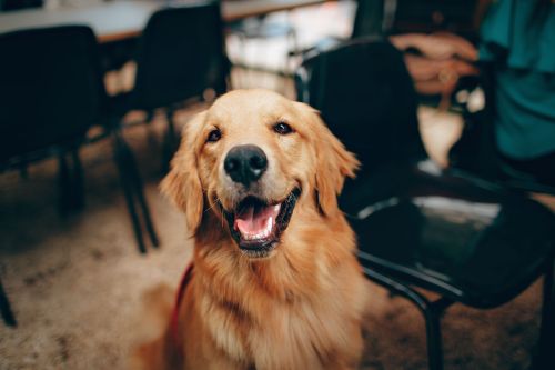 黃金獵犬撞翻人！飼主遭日本法院判賠1600萬：沒注意玩太High

