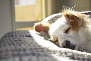 睡覺的狗 ▲給狗狗安靜、穩定的睡眠時間非常重要(圖/pexels)