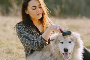 ▲梳毛不僅可以增進寵物與飼主的感情，也能趁機檢查寵物的身體狀況（圖／pexels）