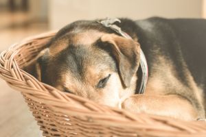 睡覺的狗 ▲給予狗狗舒適的小窩,讓牠能獲充分的休息(圖/pexels)