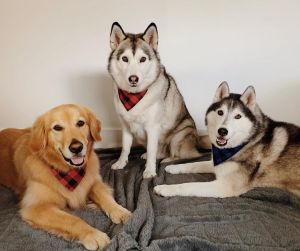 ▲這個家庭飼養了兩隻哈士奇和一隻黃金獵犬。（圖／Instagram帳號：nico.jackson.zoey） 