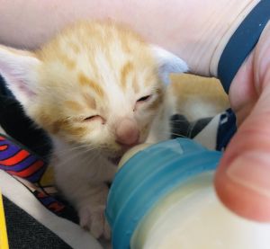 Los gatitos han mostrado su deseo de vivir y han hecho todo lo posible por beber leche.  (Foto / cuenta de Twitter: pinkribbon0215) 
