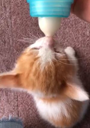 Cuando el gatito tira con fuerza, sus orejas revolotean con él.  (Foto / cuenta de Twitter: pinkribbon0215) 