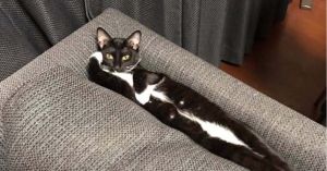 貓咪躺沙發擺出超搖擺姿勢　網友笑翻：根本是人吧！
