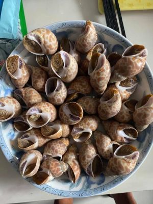 ▲原PO在廚藝公社社團分享鹽焗花螺簡單三步驟，並表示這一盤只要200元！（圖／翻攝自《廚藝公社》）