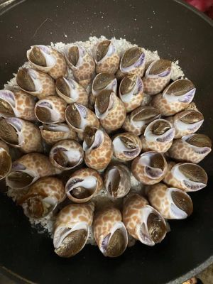 ▲將洗淨後的花螺平舖在炒過的粗鹽上，加蓋焗3～5分鐘即可完成。（圖／翻攝自《廚藝公社》）