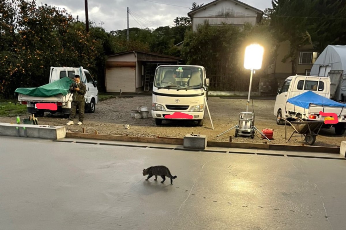 ▲網友看到一隻貓義無反顧地走在未乾的水泥上。（圖／Twitter帳號：steamtomytake） 