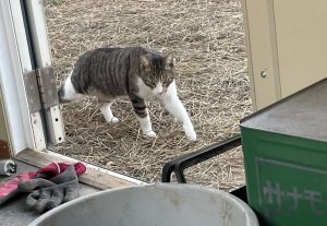 ▲貓貓：嘿嘿！快上繳罐罐！不然等等我就踩上去囉！（圖／Twitter帳號：steamtomytake） 