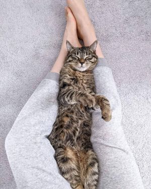 托什卡:獎勵希望能給一百個罐罐!(圖/Instagram帳號:tabbytoshka) ▲托什卡:獎勵希望能給一百個罐罐!(圖/Instagram帳號:tabbytoshka)