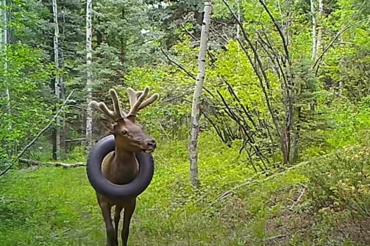 ▲小鹿苦戴輪胎兩年長成大鹿，最後只能割斷鹿角取下輪胎。（圖／Youtube帳號：Jason Clay）