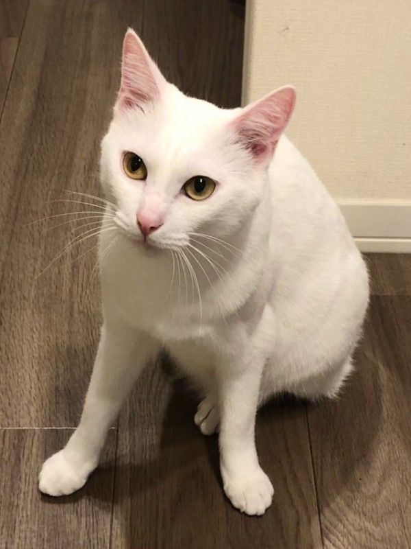▲「Haku」是一隻活潑又多話的白貓，推主經常在網路上分享牠的逗趣生活日常。（圖／推特帳號hakuponia89）