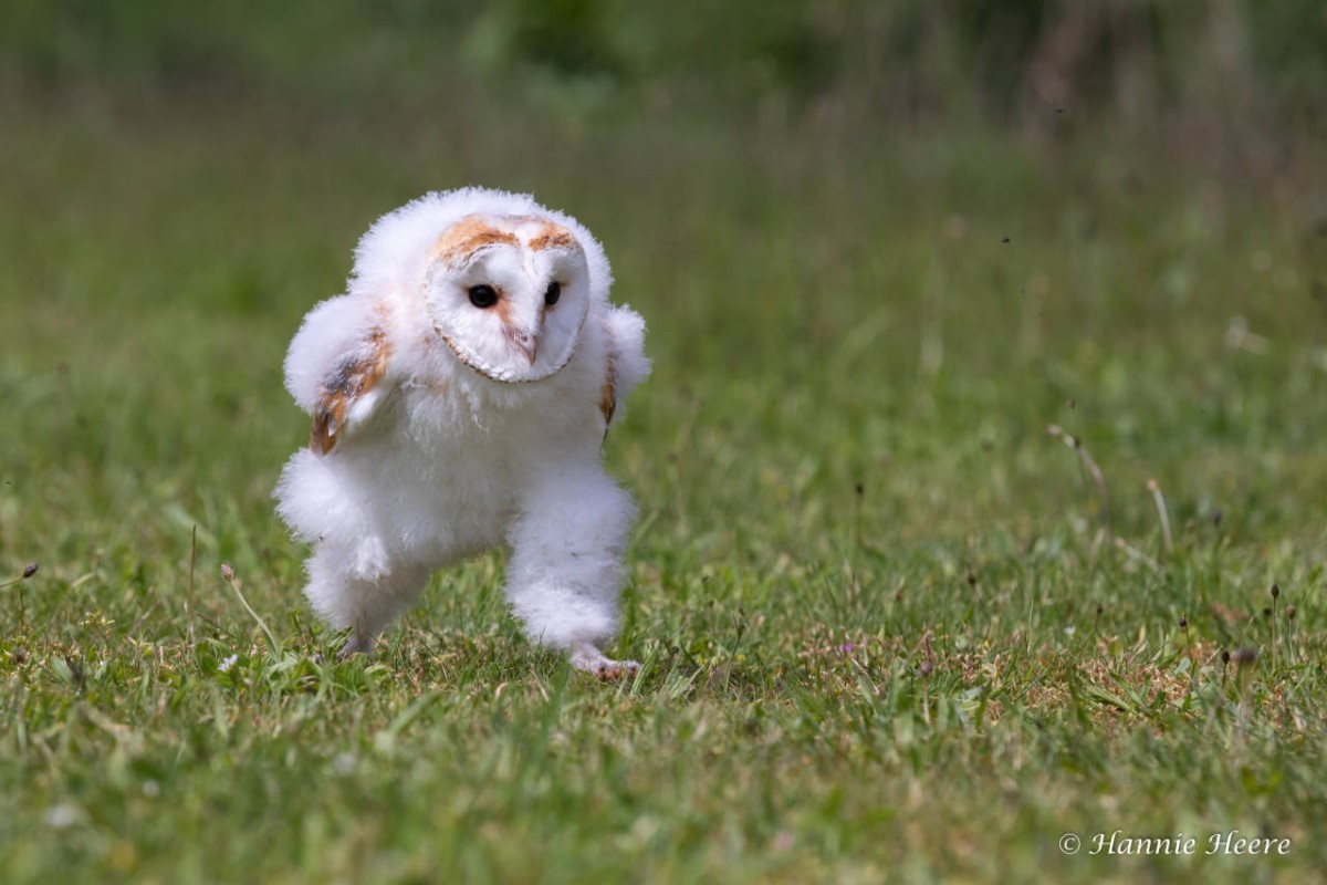 ▲荷蘭攝影師Hannie Heere拍到一隻小倉鴞在草地上奔跑的畫面，引起網友瘋狂轉發。（圖／推特帳號tyomateee）