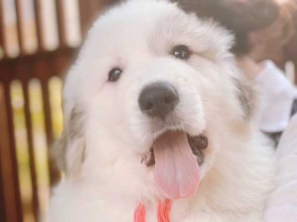 ▲「Chouchou」是一隻可愛的大白熊犬，出生兩個月時體重就已來到8公斤！（圖／IG帳號chouchou_the_gp）
