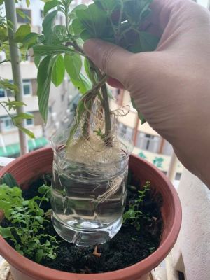 要吃自己種!她分享養九層塔「不敗秘訣」主婦讚:超實用 ▲原PO表示挑選枝幹較粗的九層塔,去除旁枝後先以水耕的方式種植,待其長出茂密的根。(圖/翻攝自《廚藝公社》)