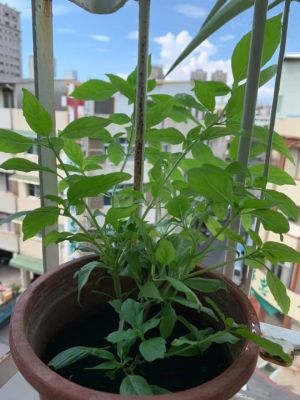 要吃自己種!她分享養九層塔「不敗秘訣」主婦讚:超實用 ▲之後再移植到土壤裡,放到有日曬的地方,加上一些肥料就可以長得相當茂盛。(圖/翻攝自《廚藝公社》)