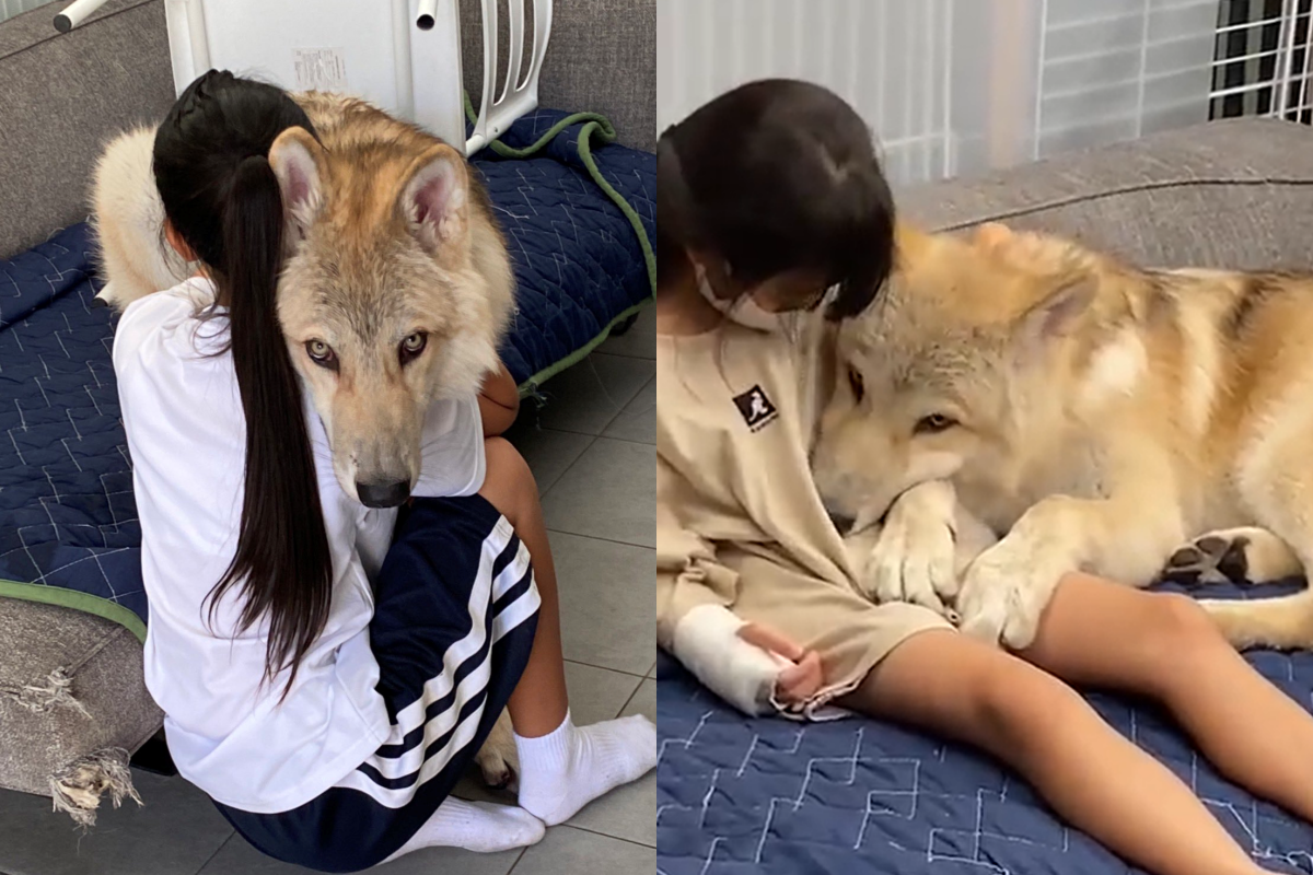 巨大狼犬性格卻嬌羞如兔 抬眼殺 賣萌迷倒眾網友 寵毛星球 新奇 Nownews今日新聞 巨大狼犬性格卻嬌羞如兔 抬眼殺 賣萌迷倒眾網友 寵毛星球 新奇 Nownews今日新聞
