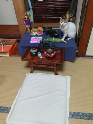 ▲@onkm_urg：我的貓決定牠要待在那個位置！（貓咪表示：桌上這些怎麼都不是我愛吃的？還不快拿罐罐跟小魚乾來！）（圖／twitter@onkm_urg）