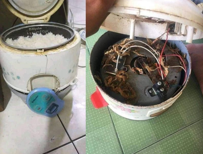 ▲網友透露自己阿嬤煮飯都有燒肉香味,結果掀開電鍋後發現驚人真相。(圖/爆廢公社公開版)