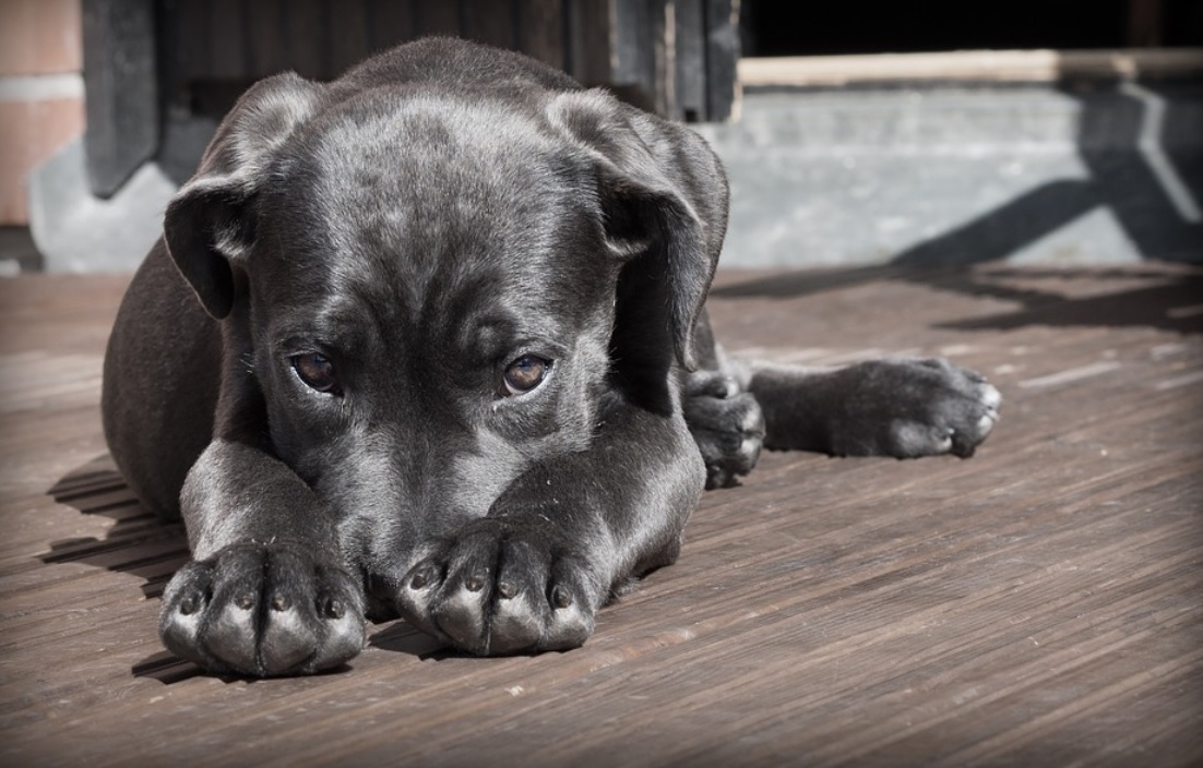 ▲狗狗遭丟家裡2月活活餓死。（示意圖／翻攝pixabay）
