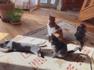 網友家養有多隻貓咪,大家在暖和的陽光下玩耍。(圖/Twitter帳號:tanutanu_cat) ▲網友家養有多隻貓咪,大家在暖和的陽光下玩耍。(圖/Twitter帳號:tanutanu_cat)
