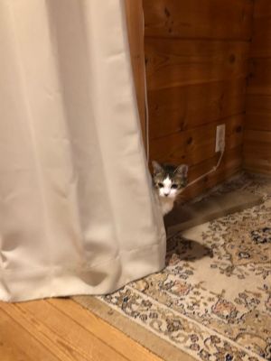 小貓則滿臉緊張地躲在一旁不敢靠近。(圖/Twitter帳號:tanutanu_cat) ▲小貓則滿臉緊張地躲在一旁不敢靠近。(圖/Twitter帳號:tanutanu_cat)