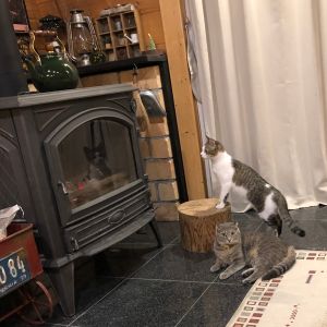 火爐內剩餘火時小貓終於鼓起勇氣靠近。(圖/Twitter帳號:tanutanu_cat) ▲火爐內剩餘火時小貓終於鼓起勇氣靠近。(圖/Twitter帳號:tanutanu_cat)
