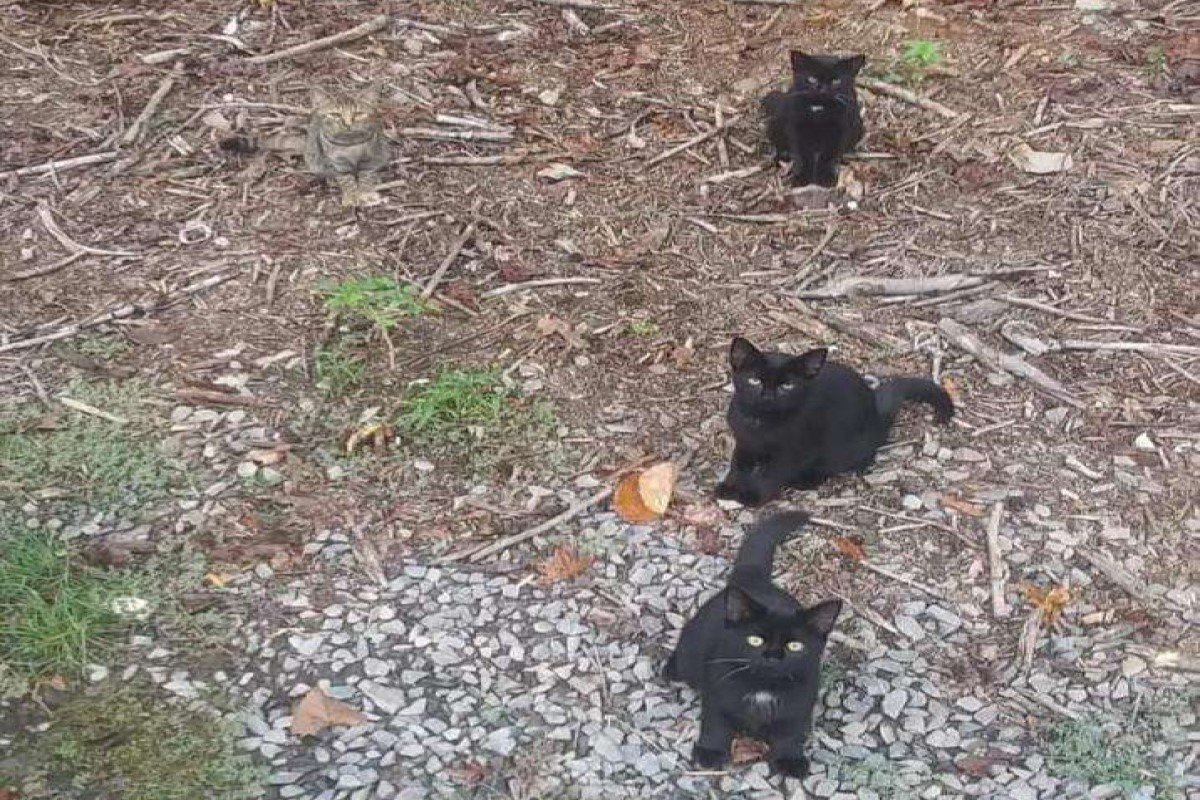 ▲國外一名網友日前分享父親拍到的浪貓照片，表示這裡有「四隻貓」。（圖／reddit帳號@KittyInALabCoat）
