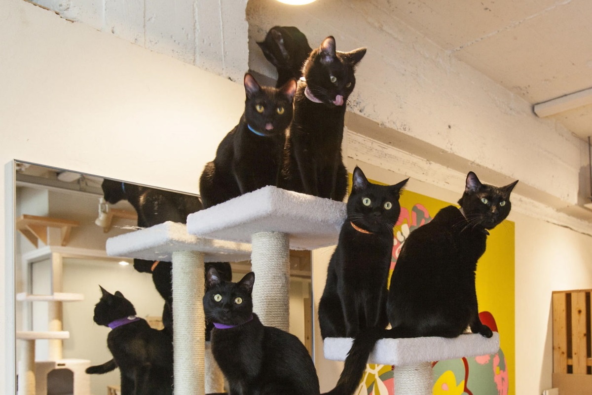 ▲日本限定的黑貓咖啡廳有許多漂亮的黑貓坐檯！（圖／Tokyo Vreative Travel）