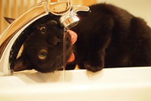 ▲黑貓：這樣喝水比較快啦！（圖／マイナビニュース）