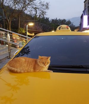 ▲橘貓：這台車是本貓皇罩的，搭這台車可以招來喵好運！（圖／FB@彭金強）