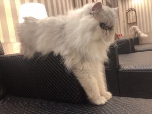 ▲貓咖中有隻可愛的白貓，手手撐在沙發上的模樣相當吸引人。（圖／Twitter帳號：titikuri_） 