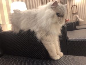 貓咖中有隻可愛的白貓,手手撐在沙發上的模樣相當吸引人。(圖/Twitter帳號:titikuri_) ▲貓咖中有隻可愛的白貓,手手撐在沙發上的模樣相當吸引人。(圖/Twitter帳號:titikuri_)