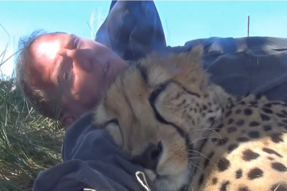 動物攝影師在樹下午睡　獵豹饋頭：不介意當枕頭吧？ 